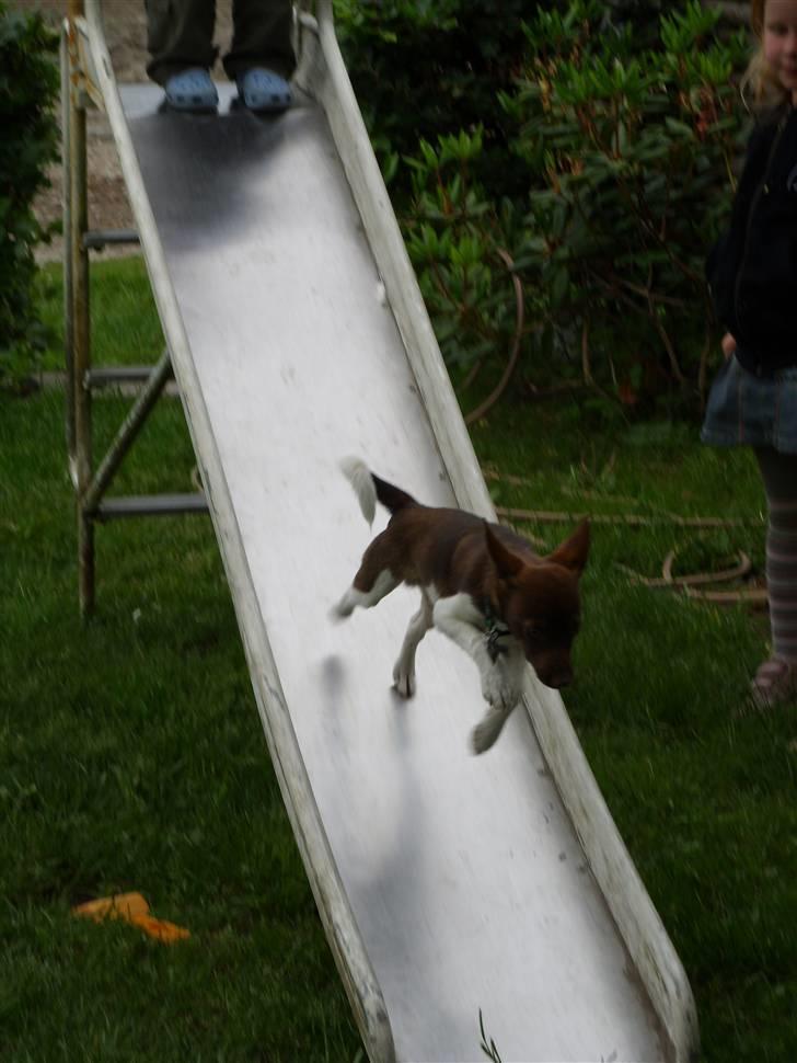 Blanding af racer lubbi billede 6