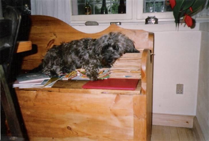 Blanding af racer Olivia - Gammelt billede... Bruger Anders And-blade som hovedpude... billede 6