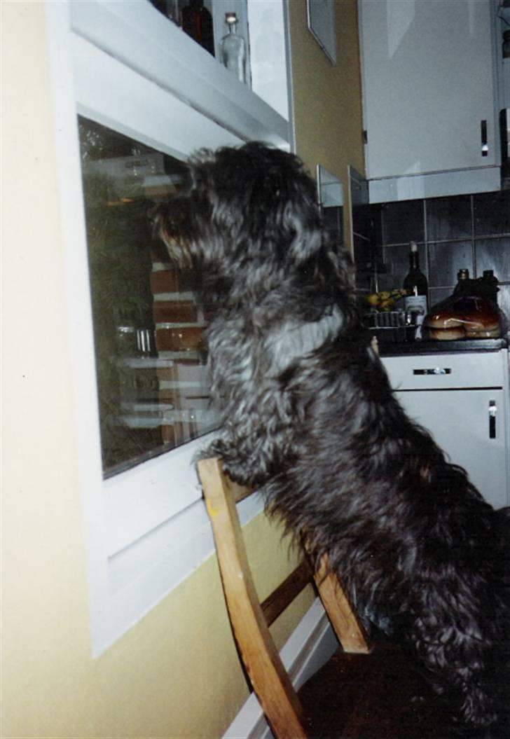 Blanding af racer Olivia - Selvom man er stor og farlig ka man godt få brug for en stol at stå på... billede 7