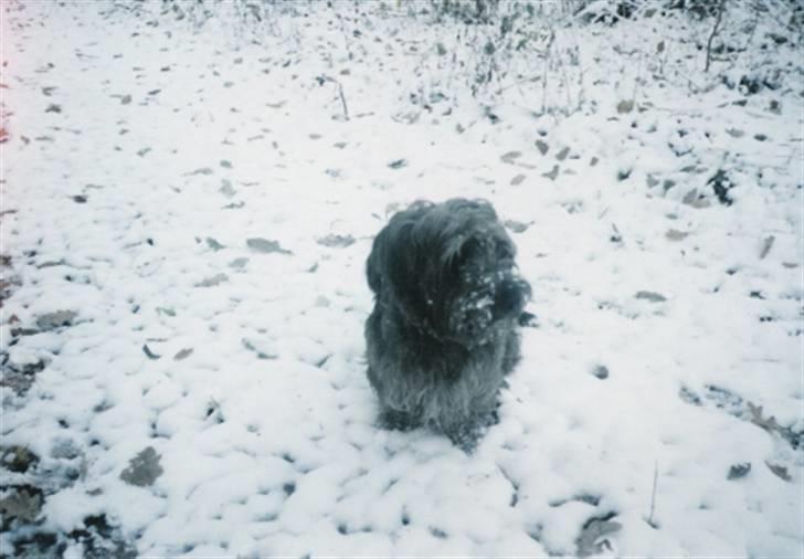 Blanding af racer Olivia - Bassen i sneen billede 8