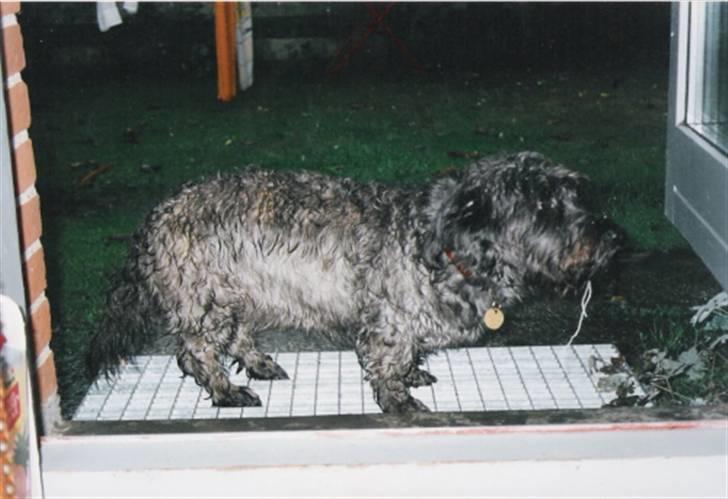 Blanding af racer Olivia - Et styks våd vovse... billede 10