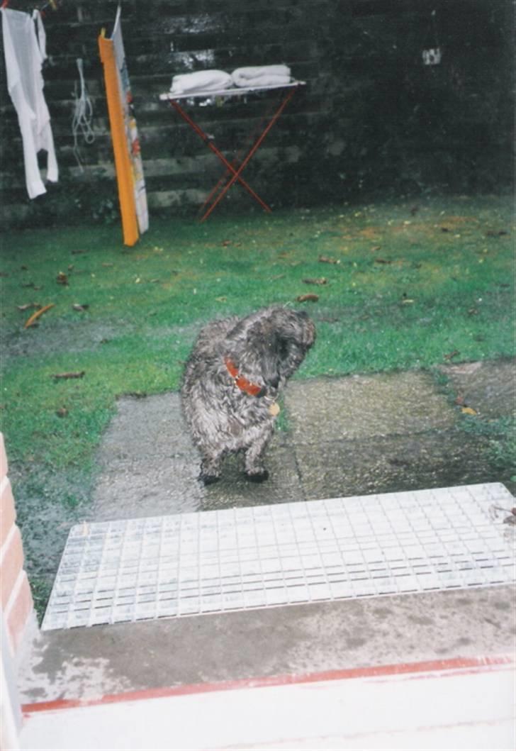 Blanding af racer Olivia - Det er skøøøønt med noget sommerregn :D billede 11