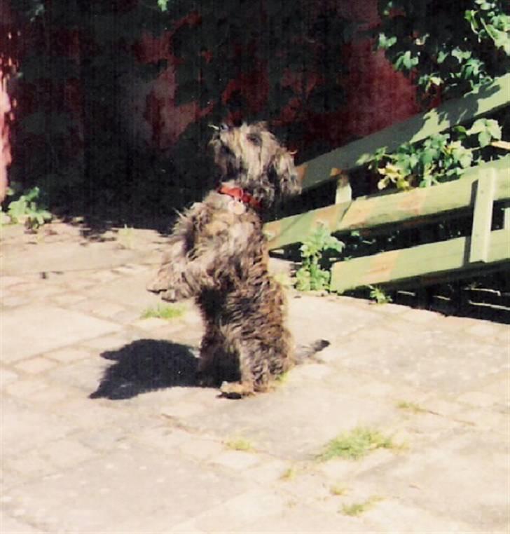 Blanding af racer Olivia - Seee, hvor fint hun sidder :D billede 13