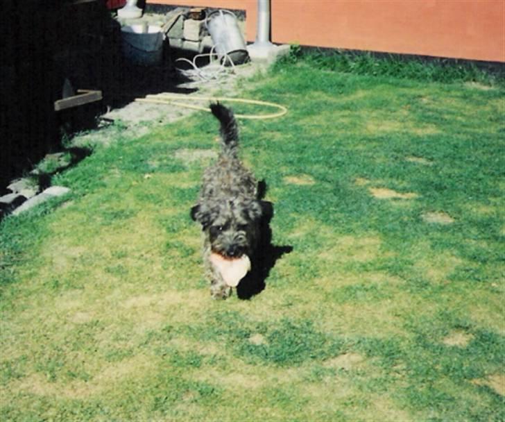 Blanding af racer Olivia - Stort kødben :D billede 14