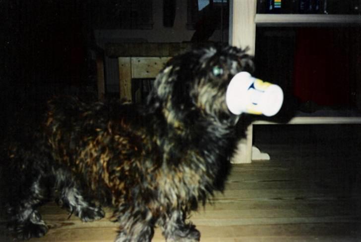 Blanding af racer Olivia - Gammelt billede... Sårn spiser man yughurt ! billede 15