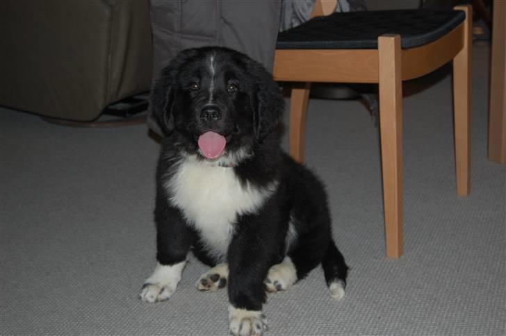 Newfoundlænder Troja billede 1