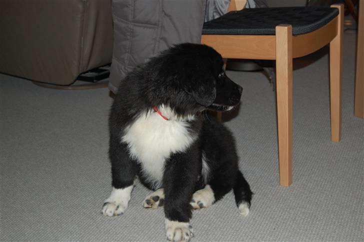 Newfoundlænder Troja billede 2