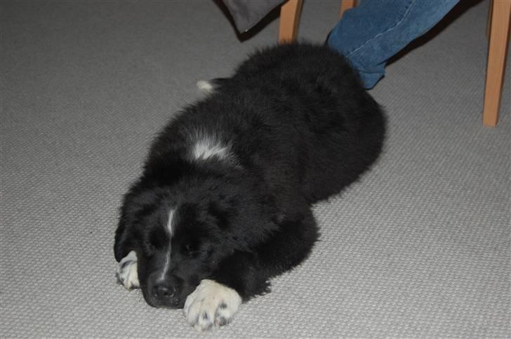 Newfoundlænder Troja billede 3