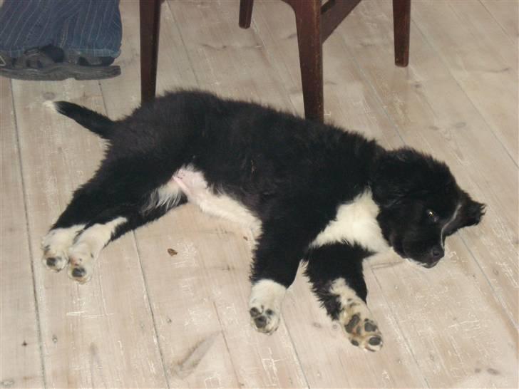 Newfoundlænder Troja billede 4