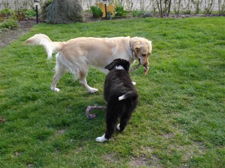 Newfoundlænder Troja billede 5