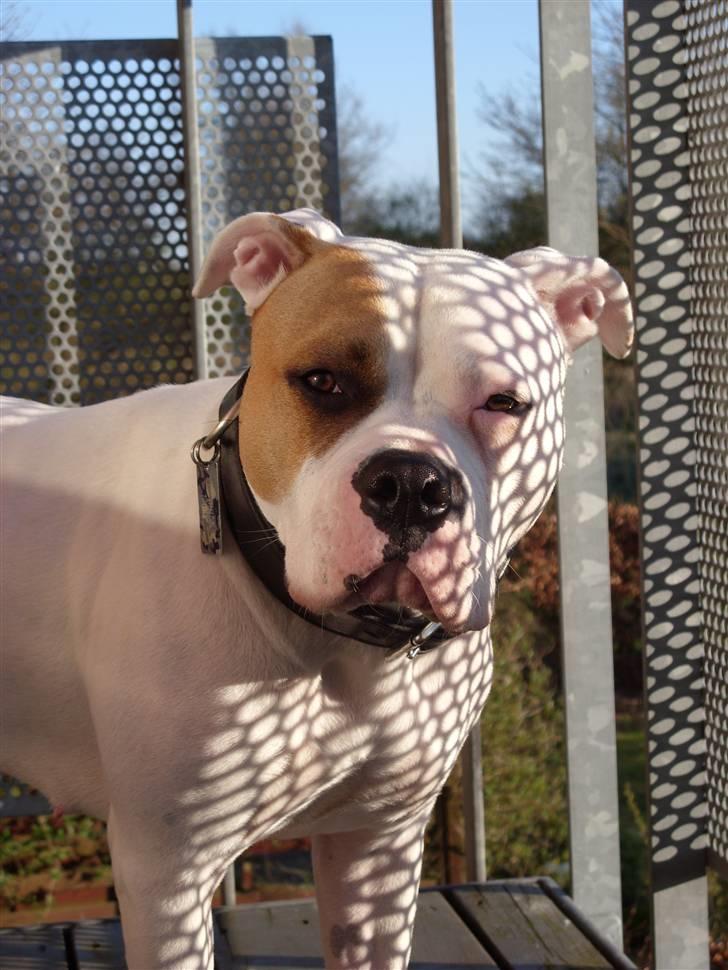 Blanding af racer Luba - Luba nyder solen på altanen. Tirsdag d. 22 april 2008 billede 1