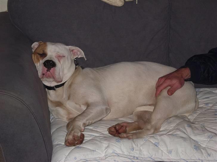 Blanding af racer Luba - "Det er nemlig godt at være i byen... så må man være i sofaen..." billede 2