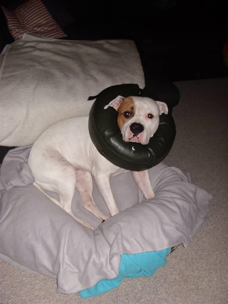 Blanding af racer Luba - Luba med sin oppustelige krave efter hendes sterillisering (januar 2010) billede 3