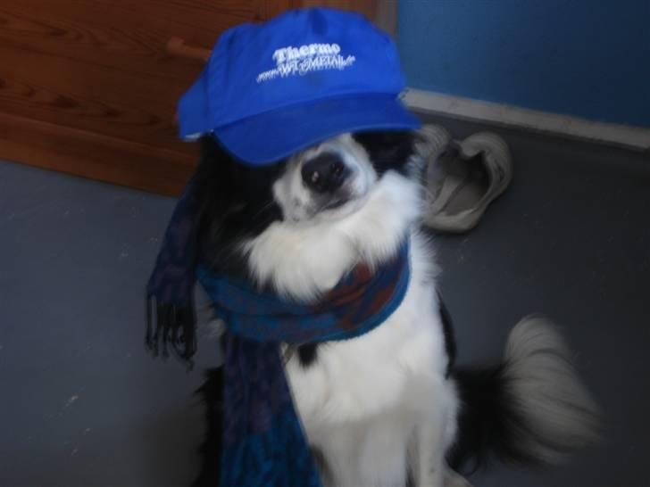 Border collie Auri - Er jeg dog ikk bare køn billede 7