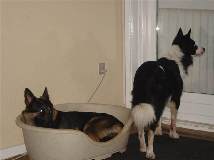 Border collie Auri - Hun har taget min kurve billede 8