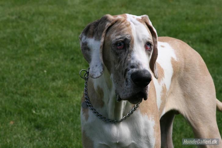 Grand danois Brutus - Brutus, dejlig som han er.. billede 1
