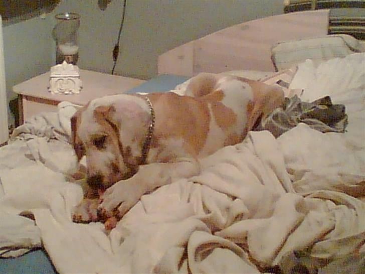 Grand danois Brutus - Den første aften,, magelig er man også.. billede 2