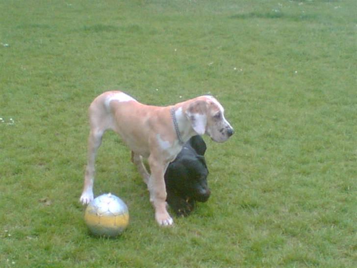 Grand danois Brutus - Tyson og brutus  billede 3