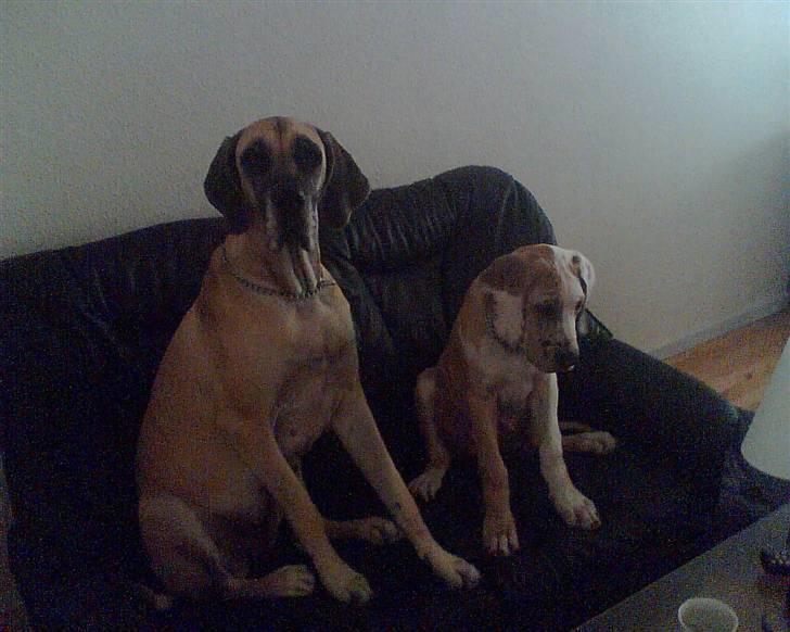 Grand danois Brutus - Chili og Brutus billede 4