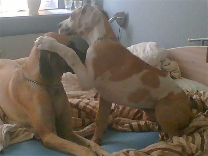 Grand danois Brutus - Den første morgen.. Brutus en bare klar.. billede 5