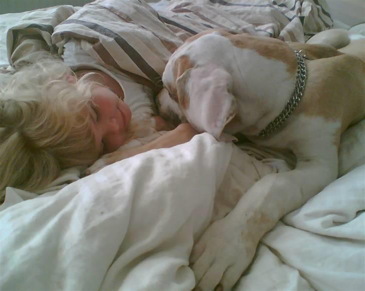 Grand danois Brutus - Kirstine og Brutus og sover billede 6