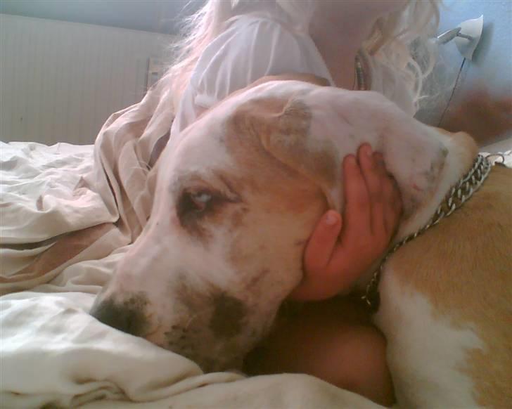 Grand danois Brutus - Nus mig ... billede 7