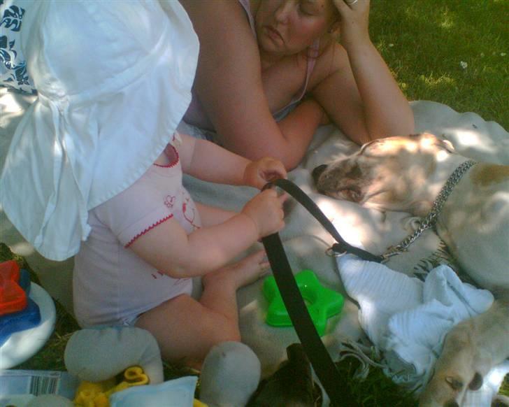 Grand danois Brutus - Zenia lige ved at "gå tur" med Brutus billede 8