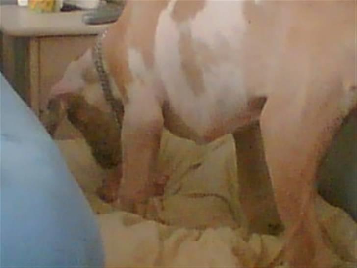 Grand danois Brutus - Ha ha har lige taget Chilis kødben... gemmer mig lige.. guf guf billede 9