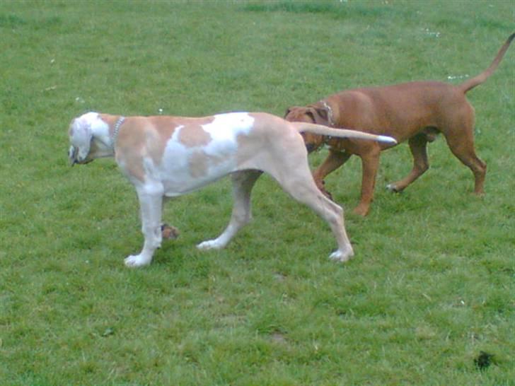 Grand danois Brutus - Django og Brutus i hundegården billede 10