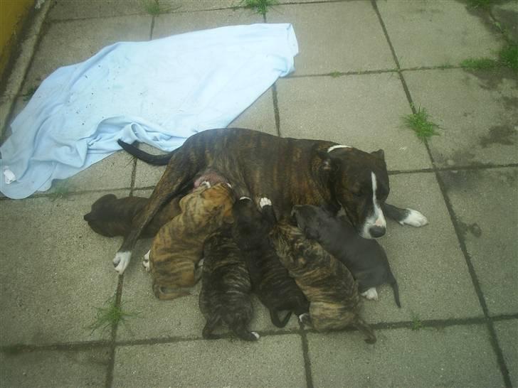 Amerikansk staffordshire terrier nova billede 18