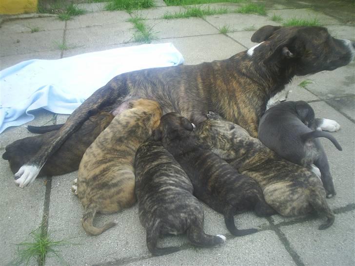 Amerikansk staffordshire terrier nova billede 19