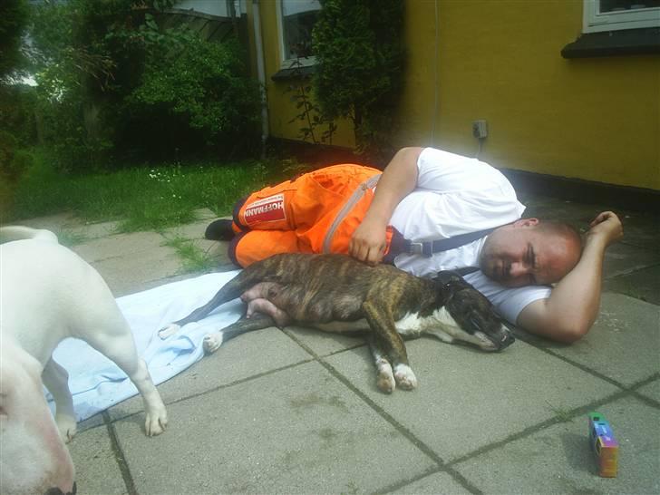 Amerikansk staffordshire terrier nova billede 20