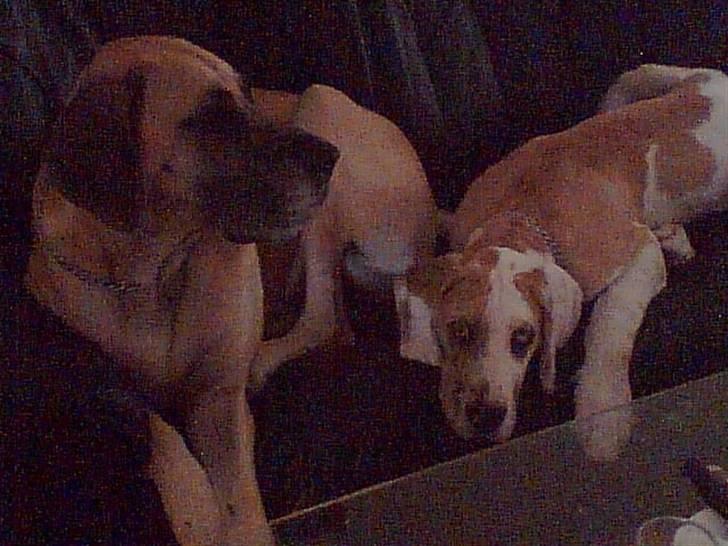 Grand danois Chili R.I.P - Min nye baby ven Brutus billede 17