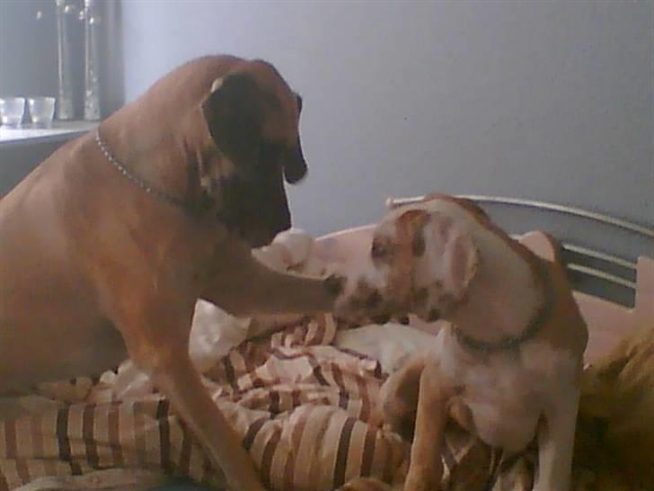 Grand danois Chili R.I.P - Underlig lille fætter.. vil du lege??? billede 18