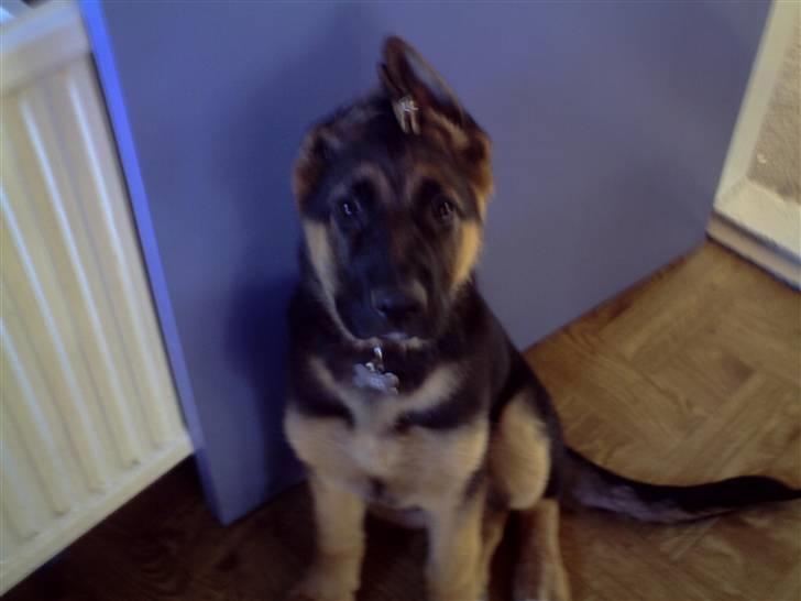 Schæferhund Rex (Enzo) - Mine "forældre" synes det tager for lang tid med at mine øre skal rejse sig så de har sat klemmer i! billede 6
