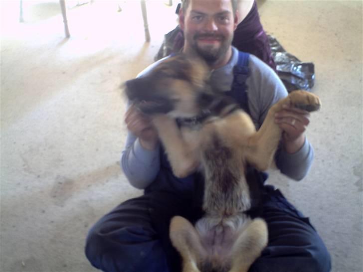 Schæferhund Rex (Enzo) - Slåskamp med min "Far" billede 7