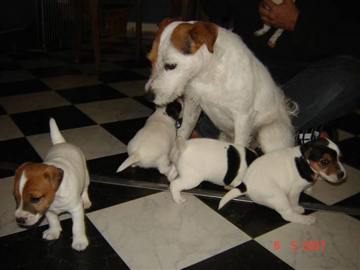 Jack russell terrier Albert - Albert og sin far ;o) billede 13