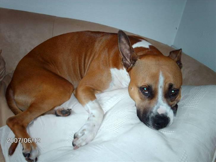 Blanding af racer Asta billede 12