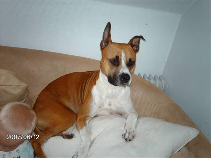 Blanding af racer Asta billede 13