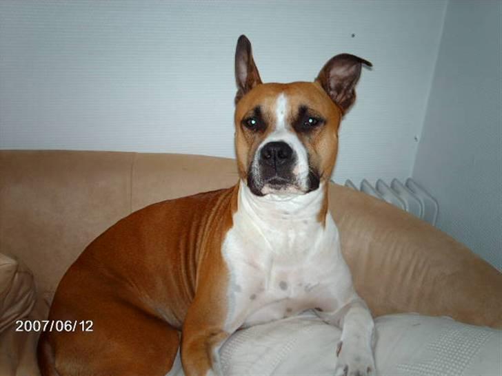 Blanding af racer Asta billede 14