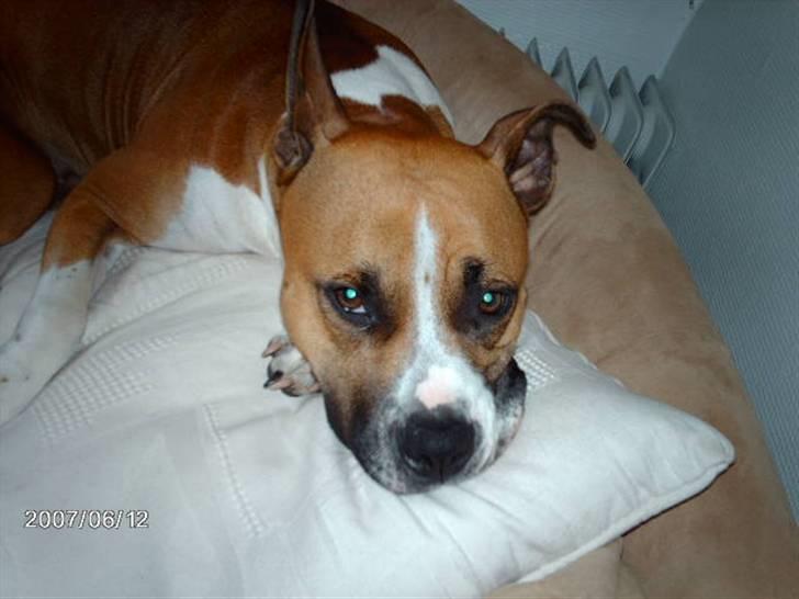 Blanding af racer Asta billede 15