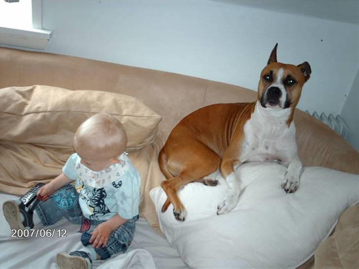 Blanding af racer Asta billede 16