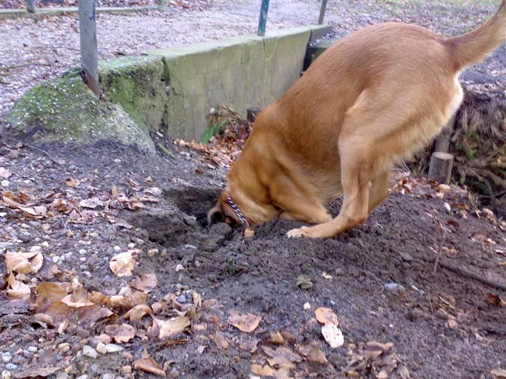 Blanding af racer Vabbe - HALLO MUS!!!!!! billede 11