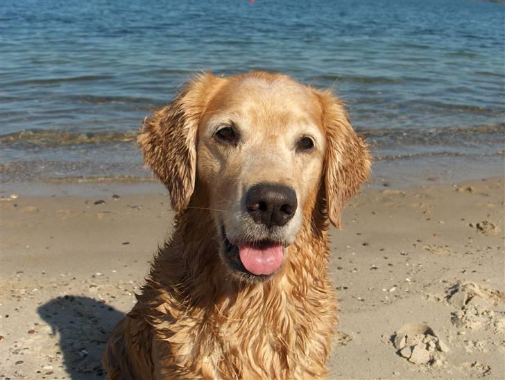 Golden retriever Molly - Hun venter på jeg kaster bolden i vandet igen billede 1