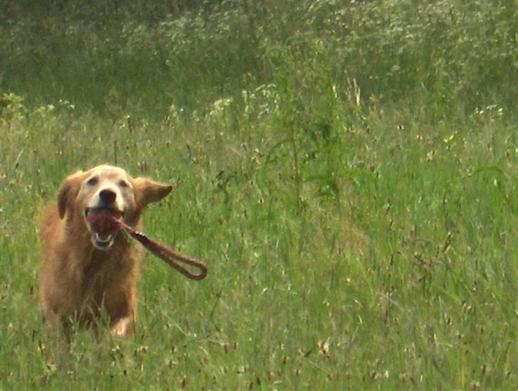 Golden retriever Molly - Hu hej hvor det går billede 2