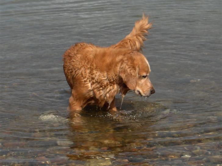 Golden retriever Molly - Hvad er der nede i vandet? billede 3