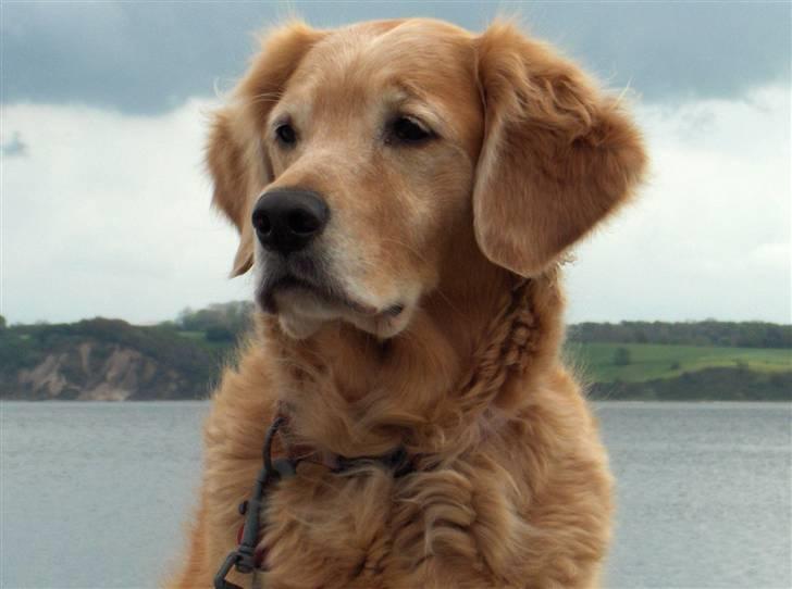 Golden retriever Molly - Se mig billede 4