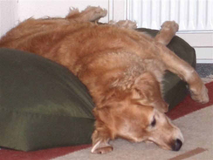 Golden retriever Molly - Snorrrkkkk billede 5