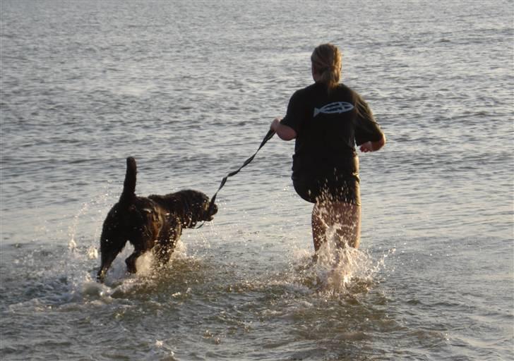 Blanding af racer Fie - To dejlige vandhunde på Rømø... billede 17
