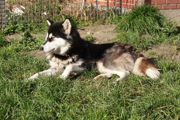 Alaskan malamute Trap Line's Quick Kee-nai billede 1